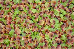 Young Begonia Plant Tray