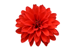 Dahlia Flower