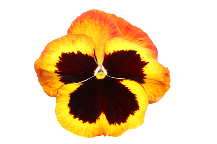 Pansy Close Up