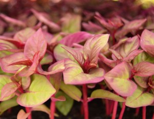 begonia plugs