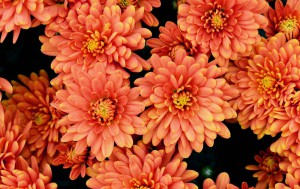 Chrysanthemum close up