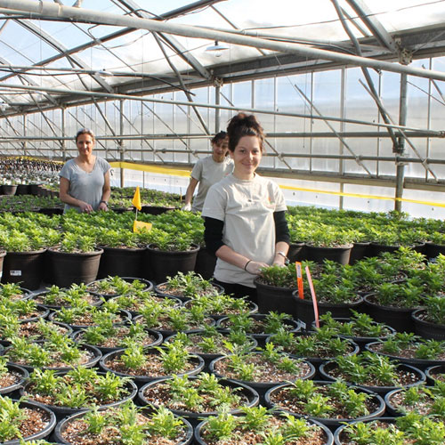 South Dakota greenhouse workers