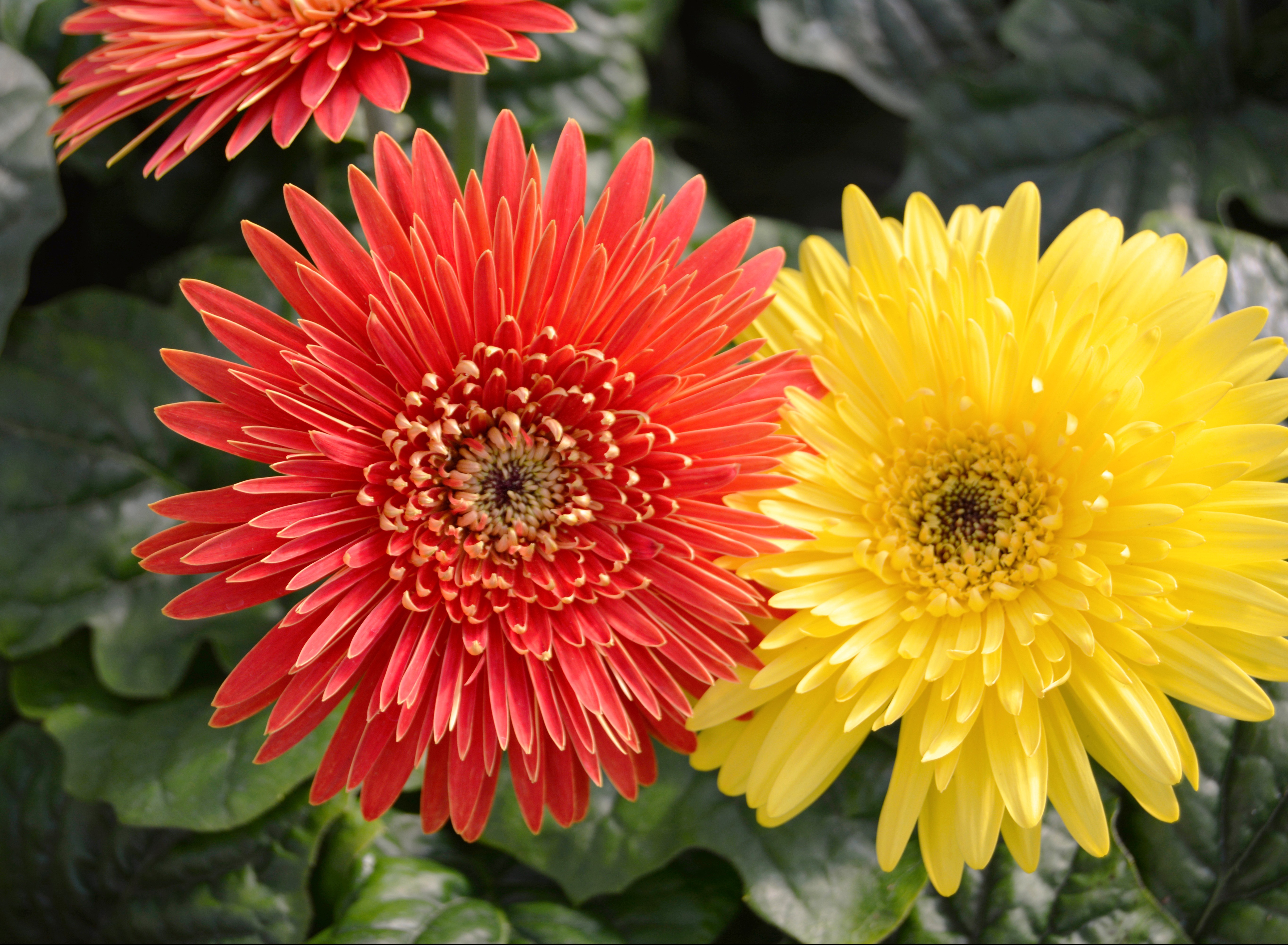 Dahlias Close Up