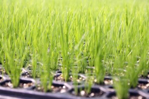 Young Grass Tray