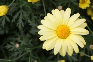 Marguerite Daisy Close Up