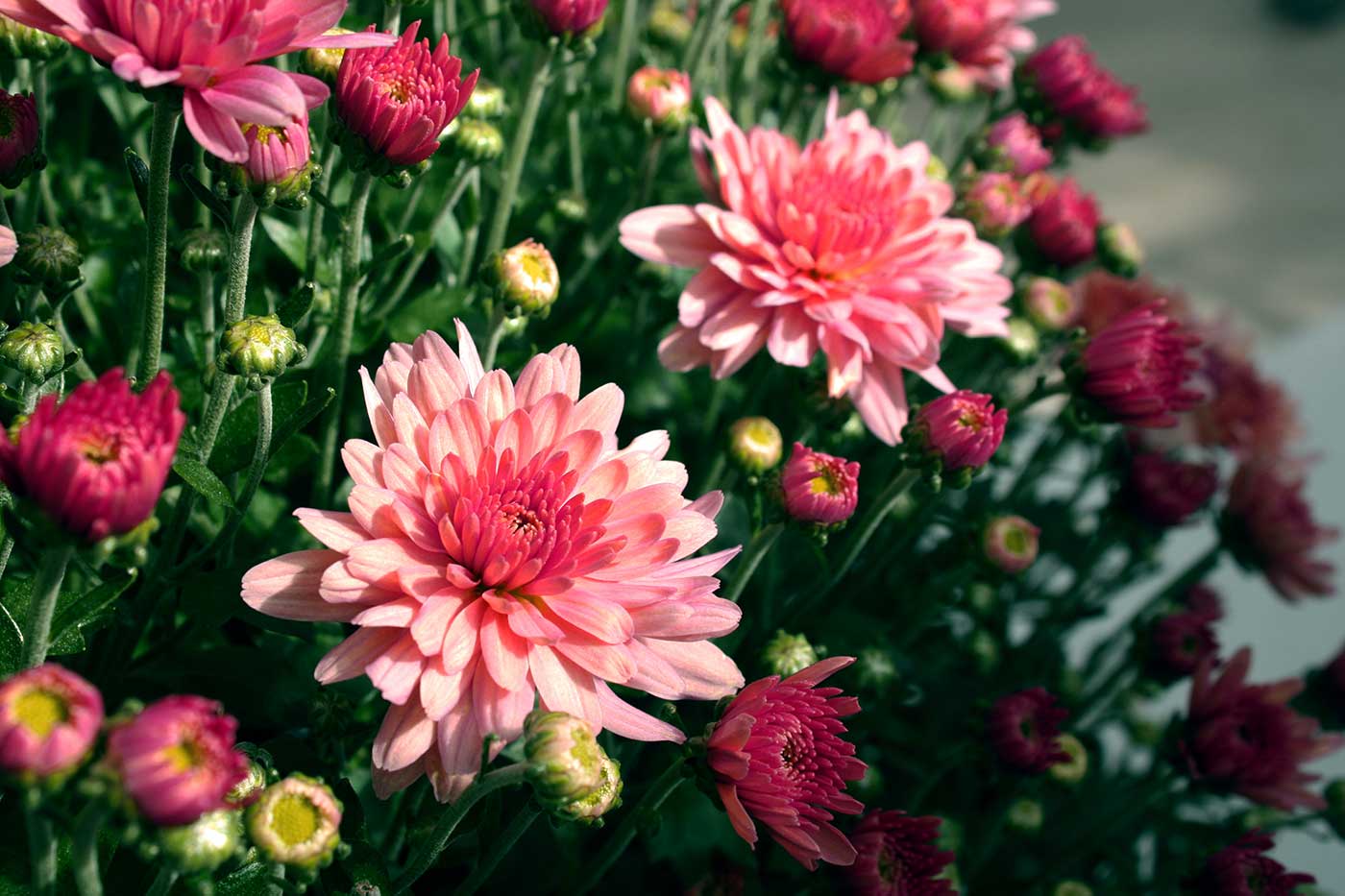 Chrysanthemum Close Up