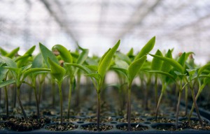 young plants close up