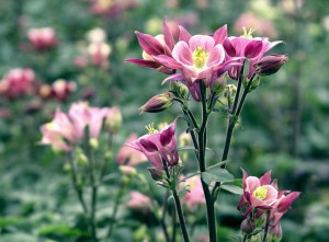 Columbine Close Up