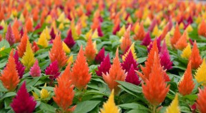 CELOSIA