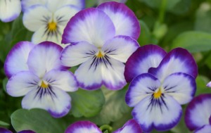 early spring viola