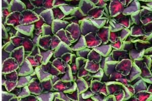 young plants coleus