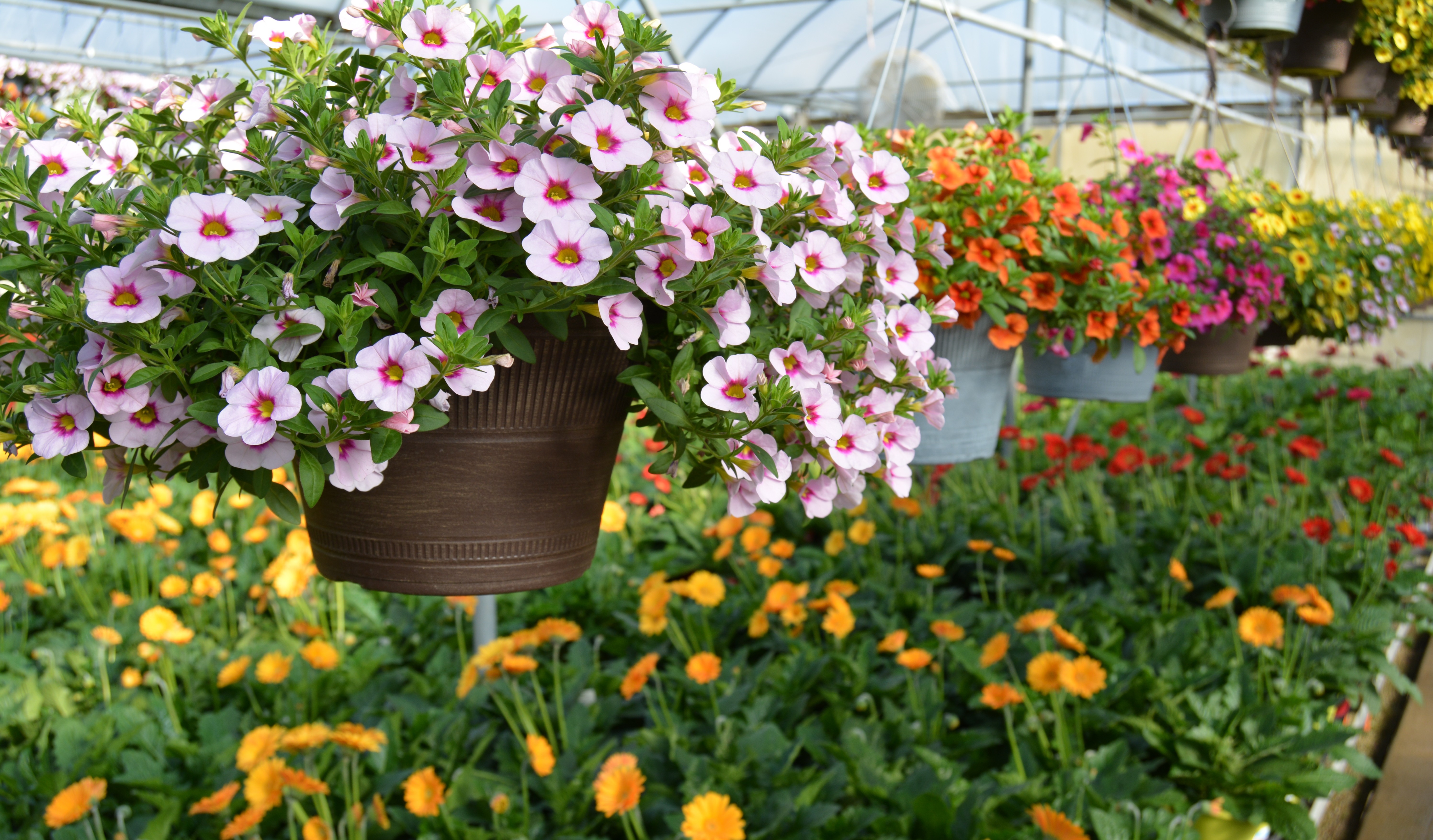 Calibrachoa and Garvinea in the greenhouse