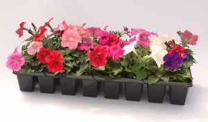 24 Pack Multi Colored Petunia