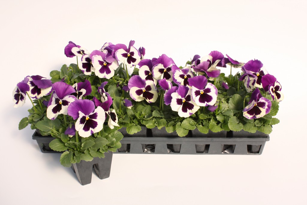 4 Pack Purple and White Pansy
