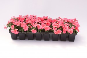 24 Pack Pink Impatiens