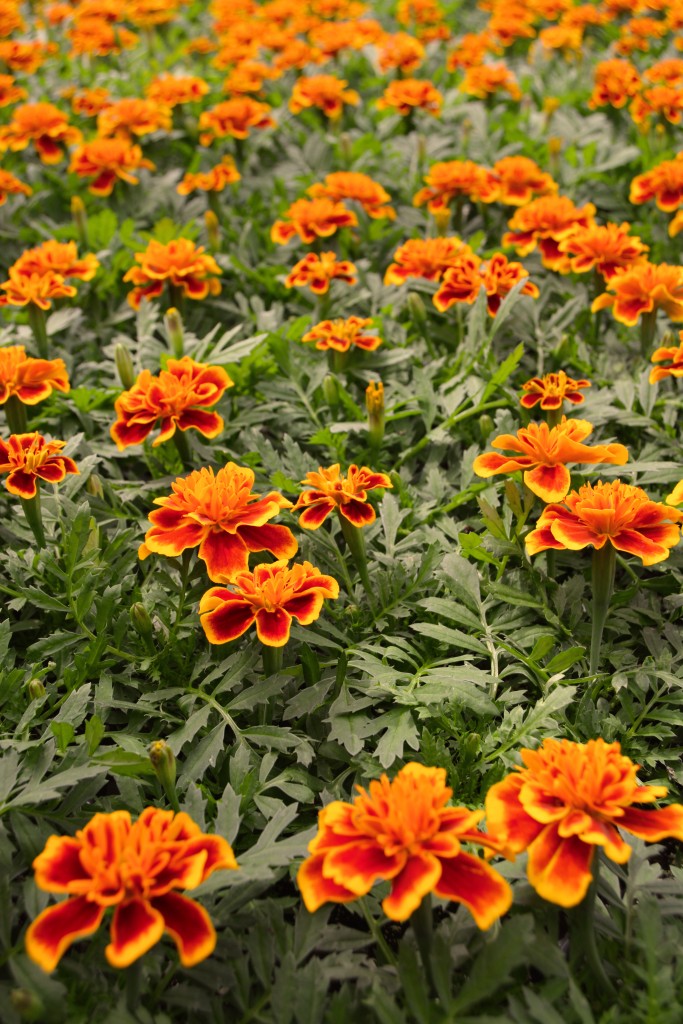Orange and Red Marigold Bench