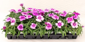 4 Pack Pink Annual Dianthus