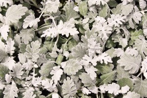 Dusty Miller Close Up