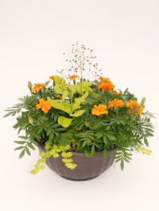 10" Marigold, Lysmachia, Talinum Combo Planter