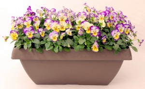 16" Rectangular Viola Planter