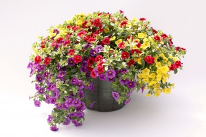 13" Purple, Red, and Yellow Combo Calibrachoa Planter