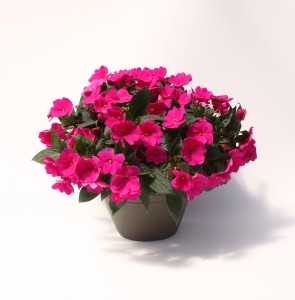 12" New Guinea Impatiens Planter