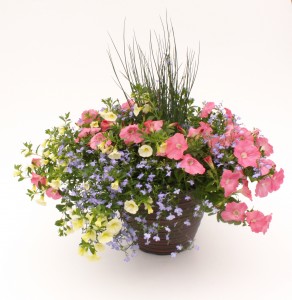 14" Trailing Petunia, Calibrachoa, Juncus, and Lobelia Combo Planter