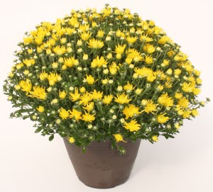11" Yellow Chrysanthemum Planter