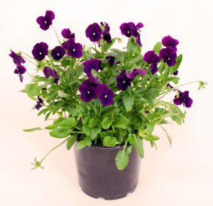 6" Viola Pot