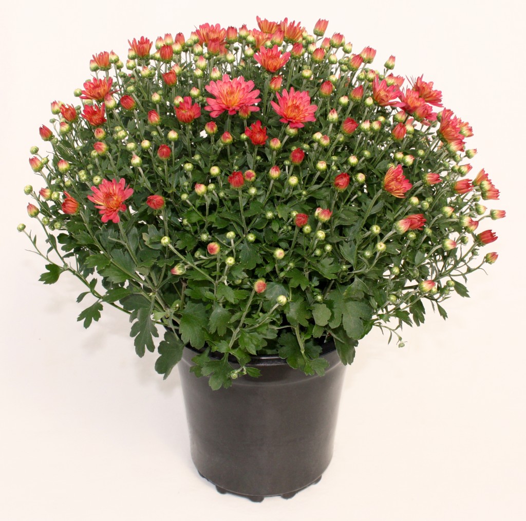 1 gallon Coral Salmon Chrysanthemum