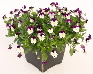 10" Viola Planter