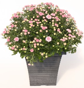 10" Pink Lavender Chrysanthemum Planter