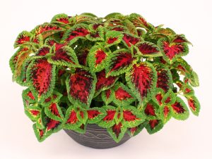 10" Coleus Planter