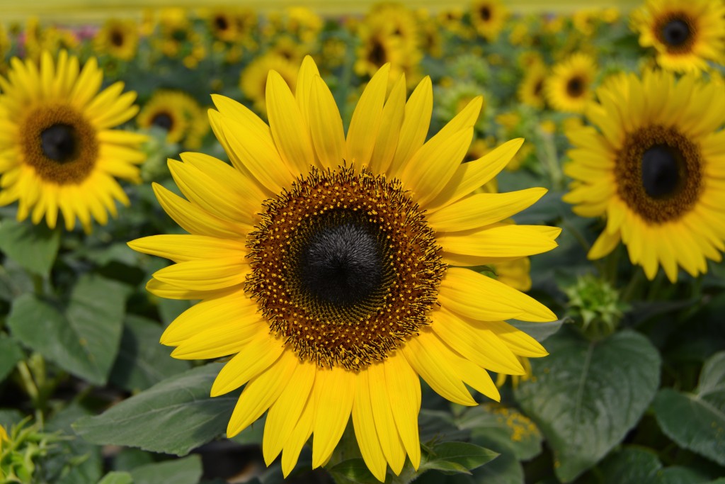 Sunflower Close Up