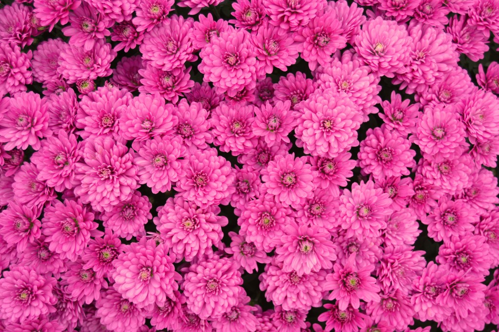 Chrysanthemum Pink Lavender