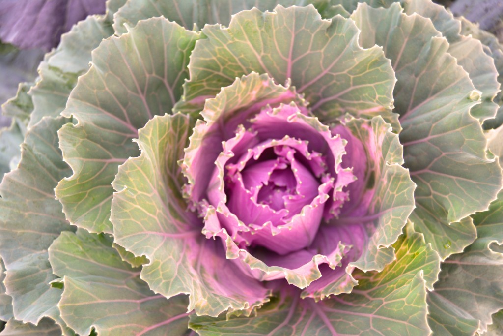 Ornamental Cabbage Purple