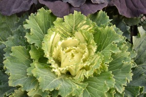 Ornamental Cabbage White