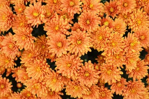 Chrysanthemum Bronze Orange