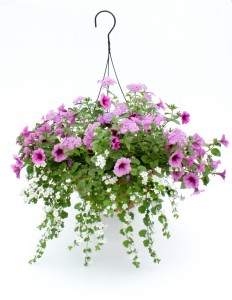 12" Premium Trailing Petunia, Bacopa, Phlox Combo Hanging Basket