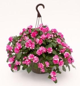 10" Premium Double Impatiens Hanging Basket