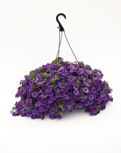 11" Premium Calibrachoa Hanging Basket
