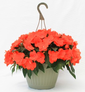 10" Premium New Guinea Impatiens Hanging Basket