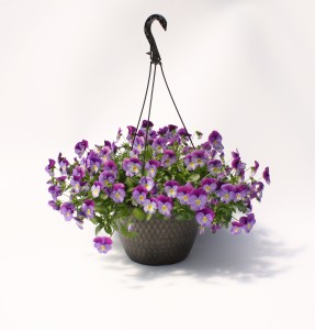 10" Viola Hanging Basket