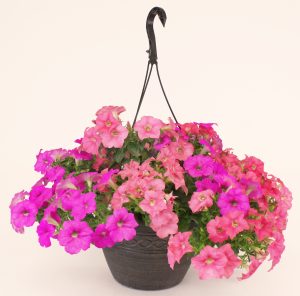 11" Premium Trailing Petunia Hanging Basket