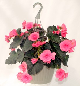 10" Premium Tuberous Begonia Hanging Basket