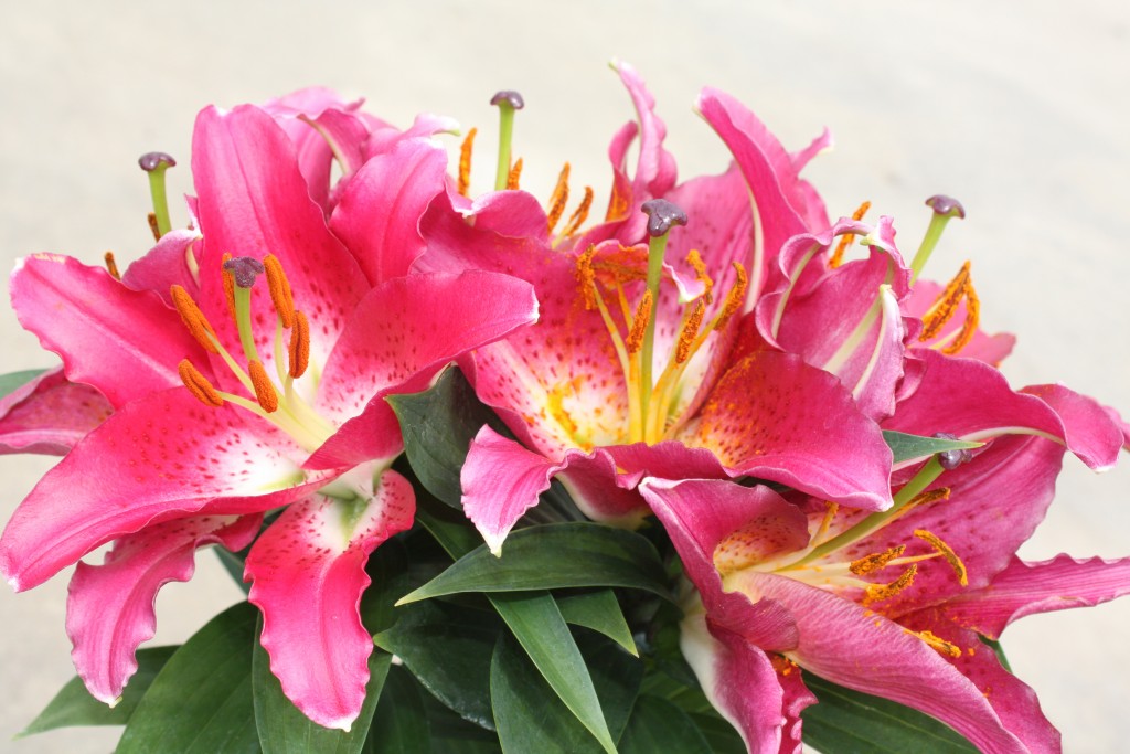 Bright Pink Dwarf Oriental Lily