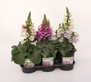 Gallon Digitalis in White, Pink, Dark Pink