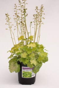 Gallon Heuchera Lemon Chiffon