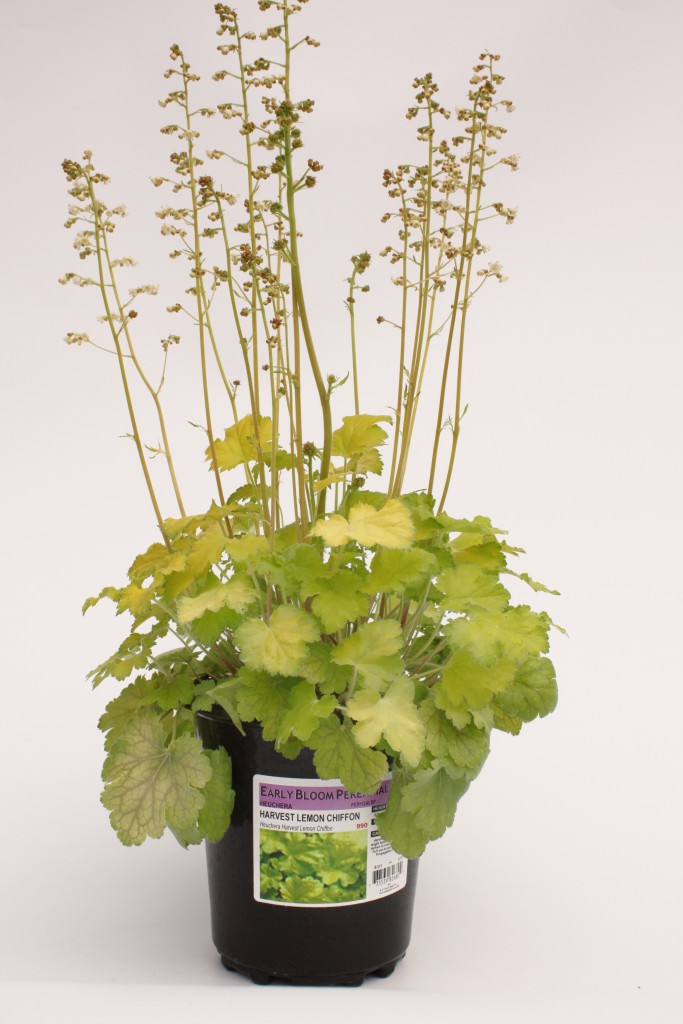 Gallon Heuchera Lemon Chiffon