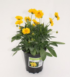 Yellow gallon Coreopsis